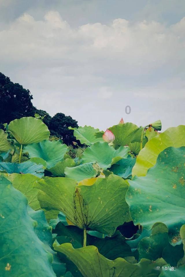 饥饿的松鼠救援
